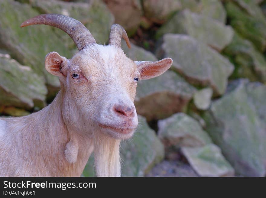 Light colored billy goat looking at the camera and standing in front of a moss covered wall of rocks. Light colored billy goat looking at the camera and standing in front of a moss covered wall of rocks.