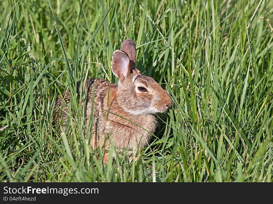 Wild North American Rabbit