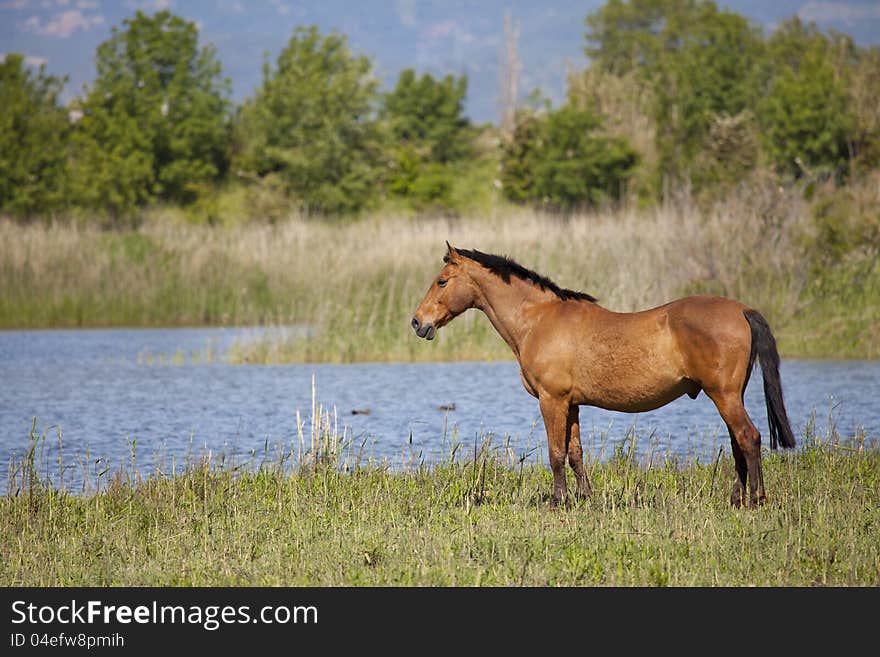 Draft horse in a meadow with its river