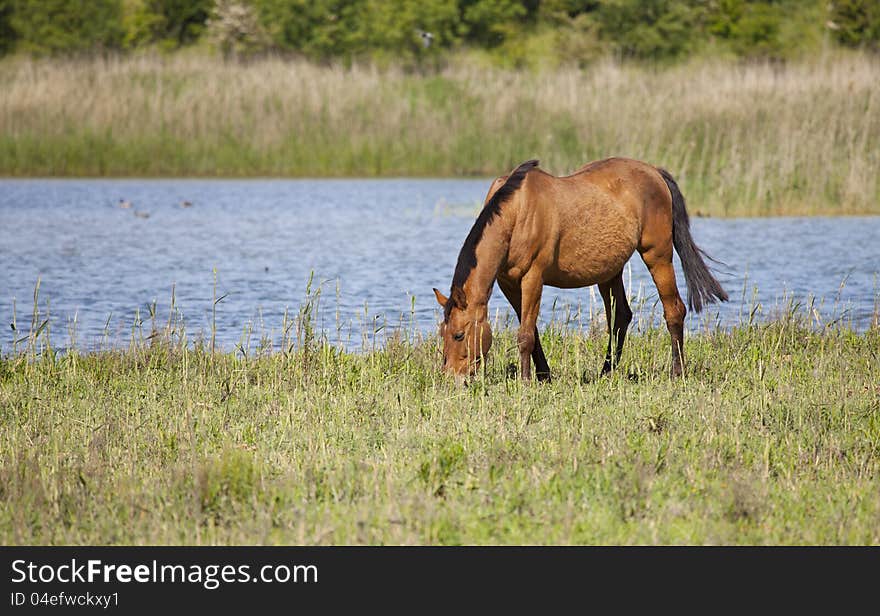 Draft horse grazing in a meadow with its river