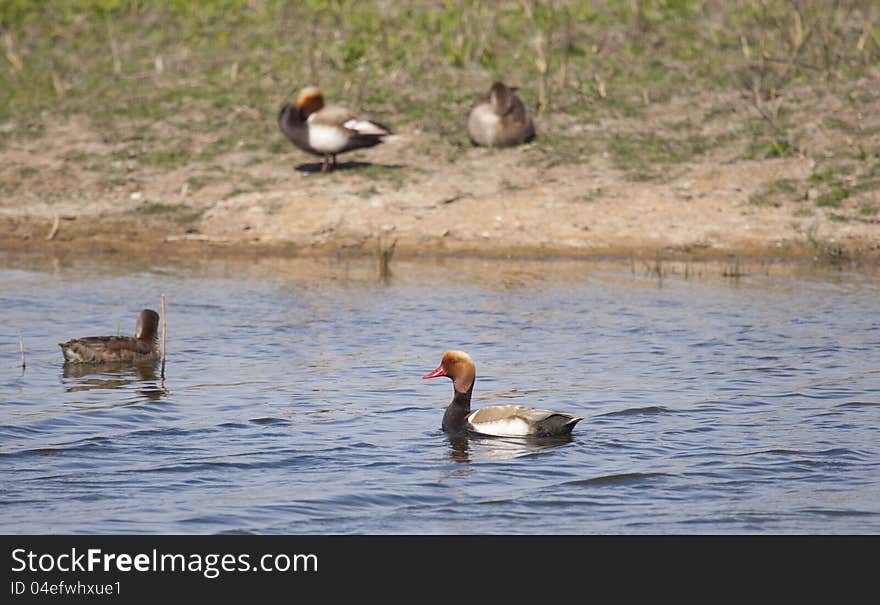 It is located in the wetlands of southern Europe, southern and central Asia, and Africa as wintering. It is located in the wetlands of southern Europe, southern and central Asia, and Africa as wintering