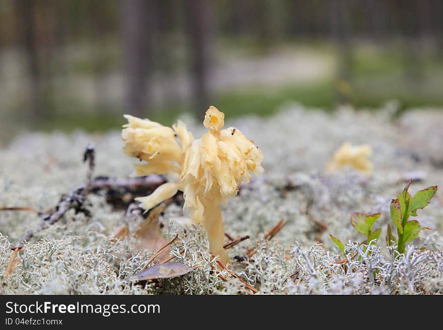 Monotropa hypopitys it does not contain chlorophyll. Monotropa hypopitys it does not contain chlorophyll