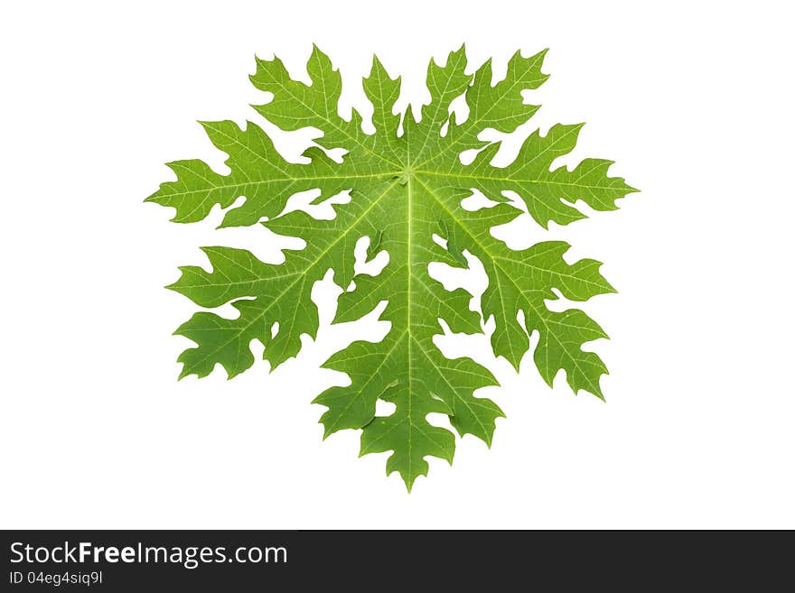 Close-up of a papaya leaf isolated on white background