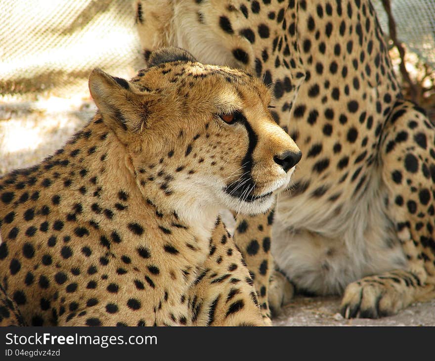 Portrait of an african cheetah