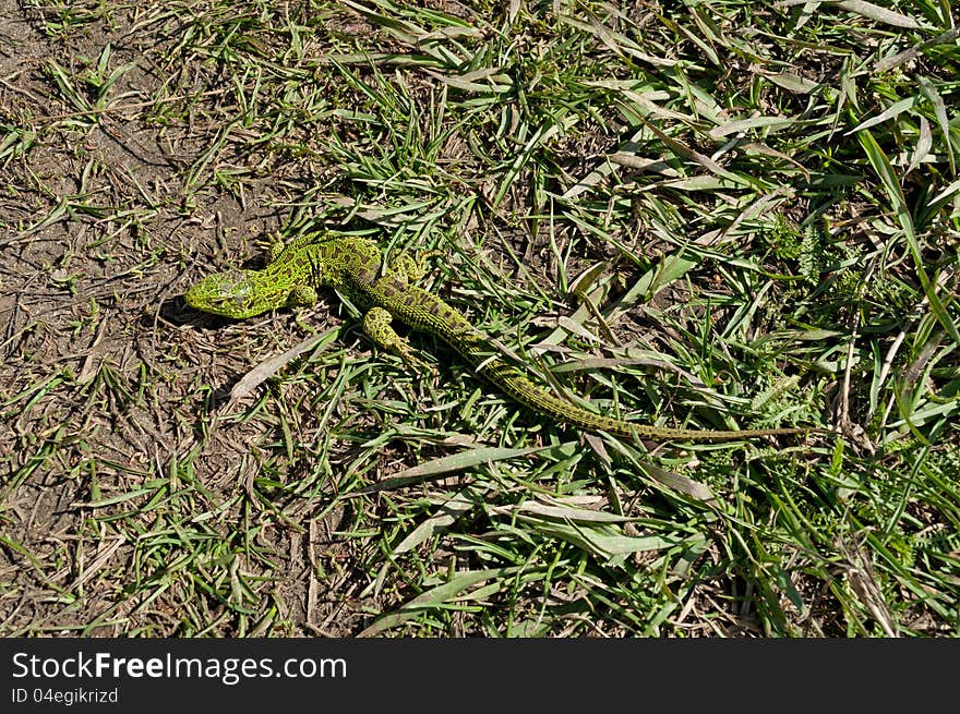 Lizard basking in the sun