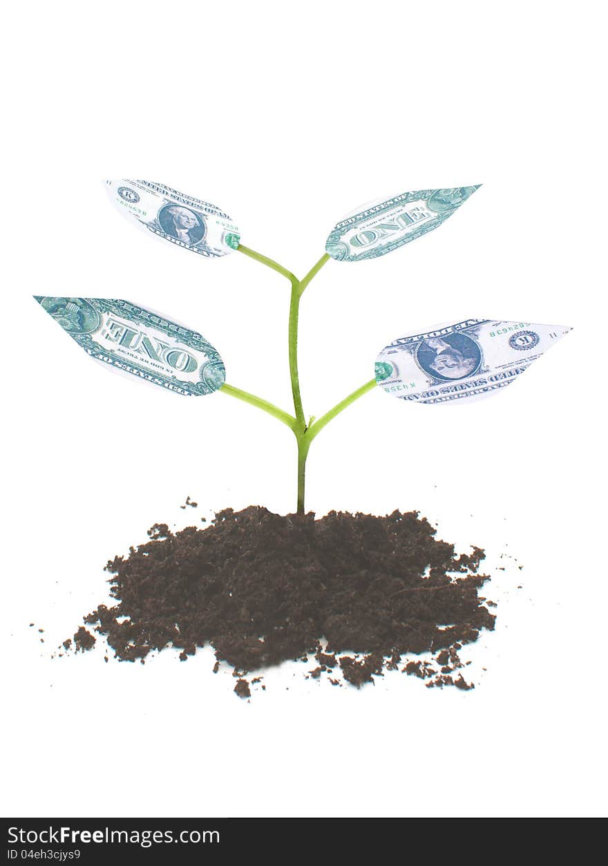 Money seedling with leaf shaped dollars. Money seedling with leaf shaped dollars