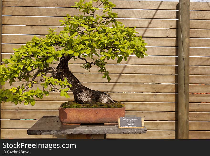 Bonsai pubescent oak is a deciduous tree belonging to the family of Fagaceae. Bonsai pubescent oak is a deciduous tree belonging to the family of Fagaceae