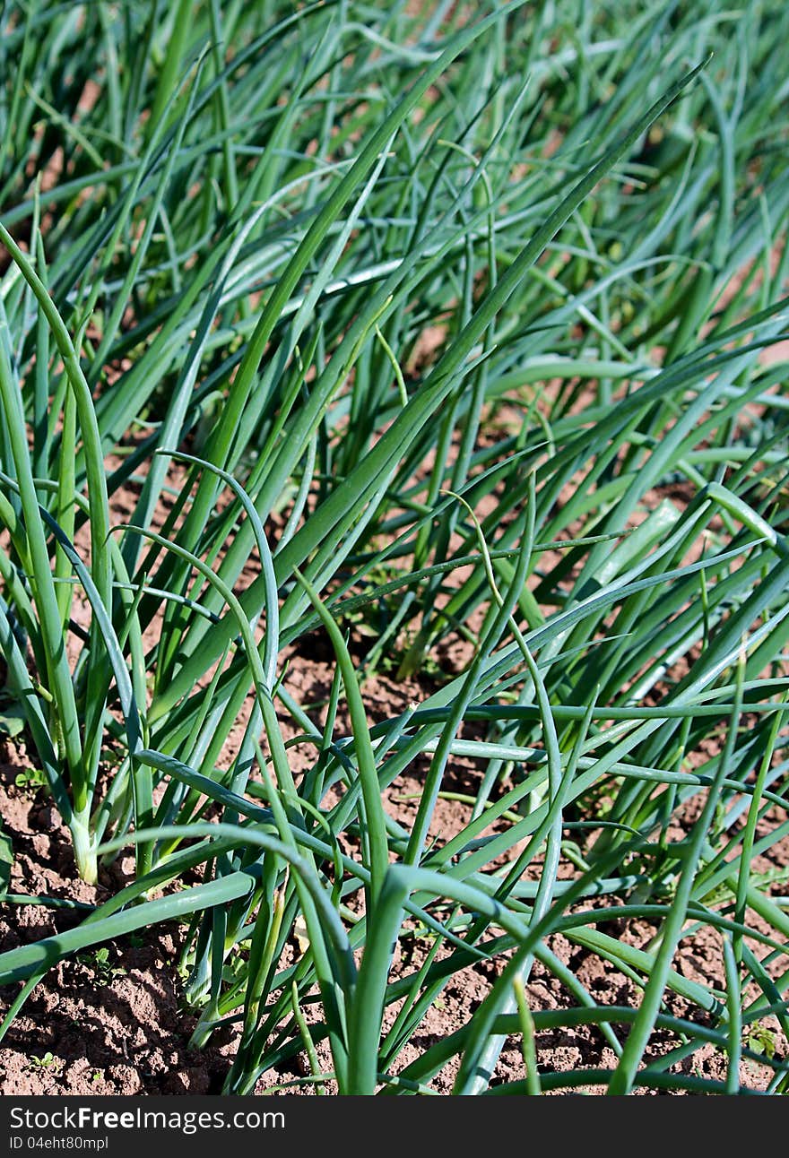 Baby onions