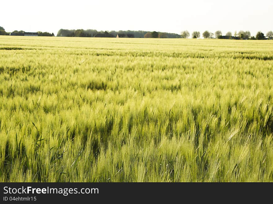 Close up of green wheat field. Close up of green wheat field