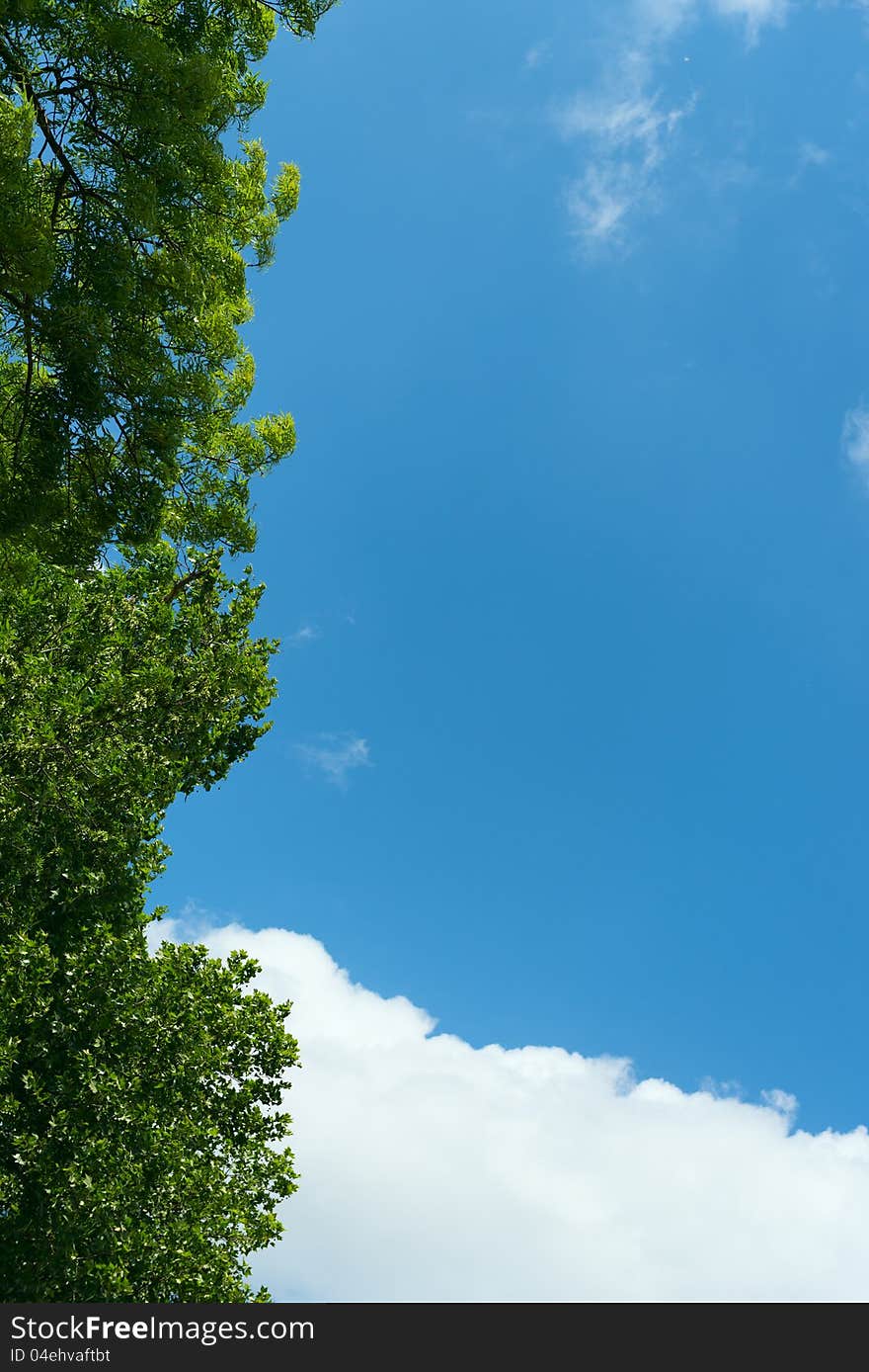 Leaves against blue sky and clouds . Leaves against blue sky and clouds .