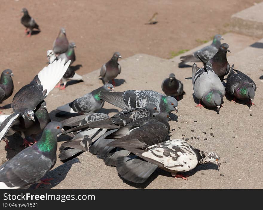 Flock of pigeons on stone steps in park