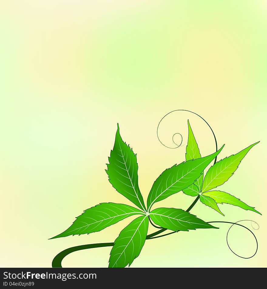 Abstract summer background with green grape leaves. Abstract summer background with green grape leaves