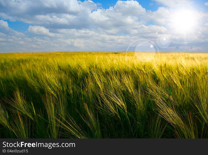 Yellow and green meadow under blue sky with clouds. Yellow and green meadow under blue sky with clouds