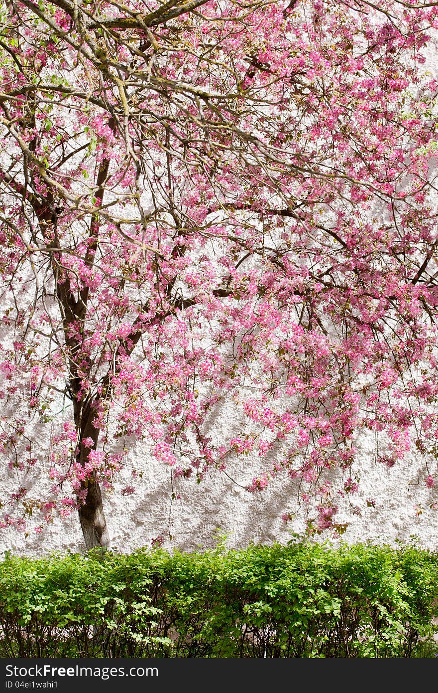 Spring blooming tree, covered with pale pink petals on a white background