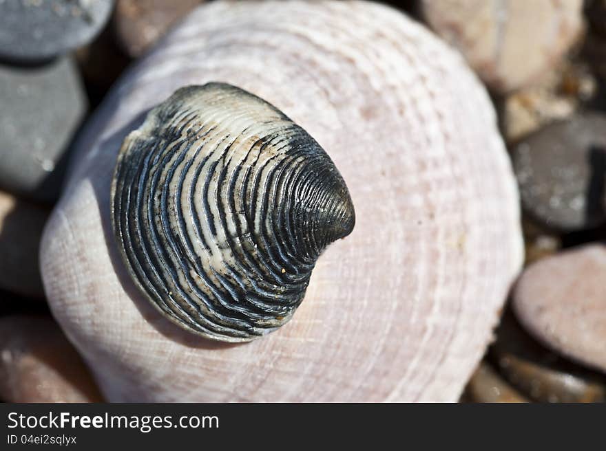 Pebbles and a shell.