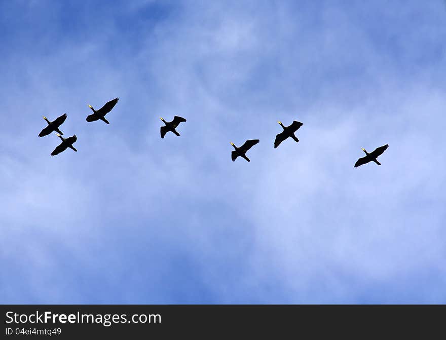 Wild ducks flying over an overcast sky