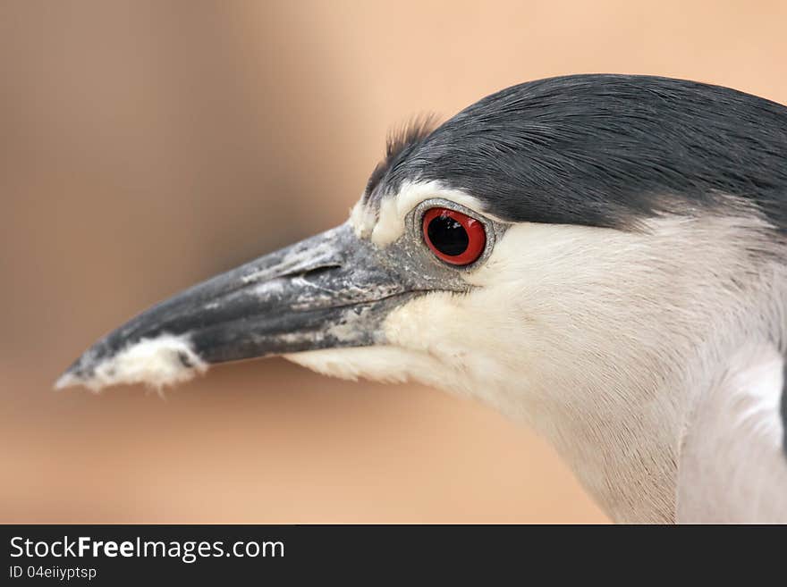 Black-crowned Night Heron. Portrait