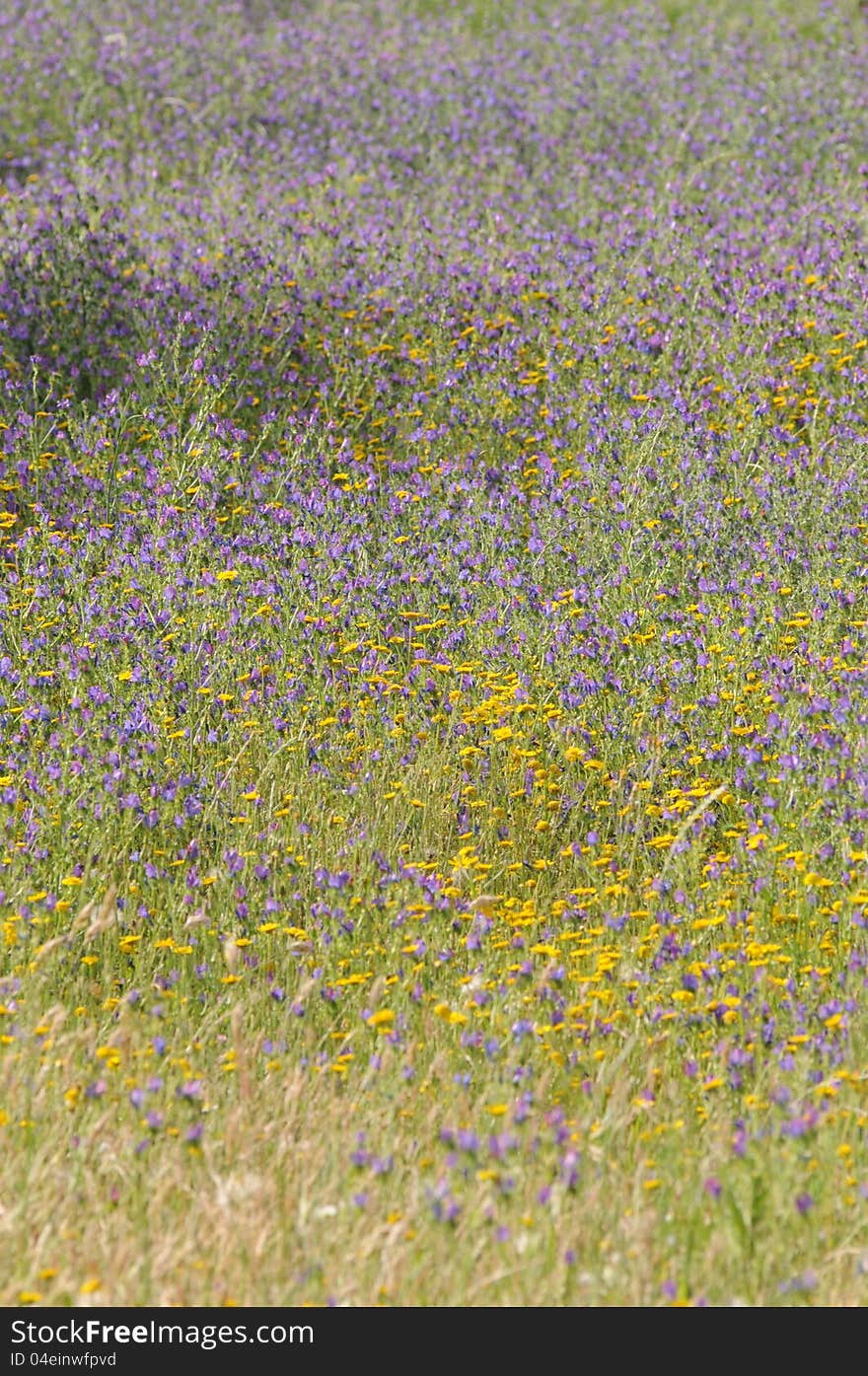 Texture and Colors, Purple Yellow Wild Flowers, Meadow