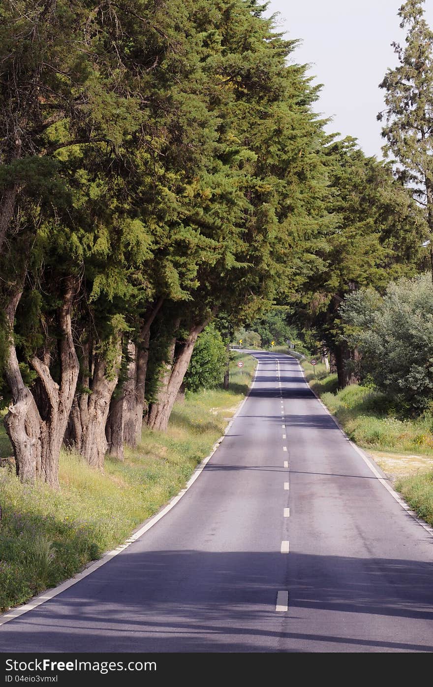 Empty country road, with trees on the sides and a curve ahead.