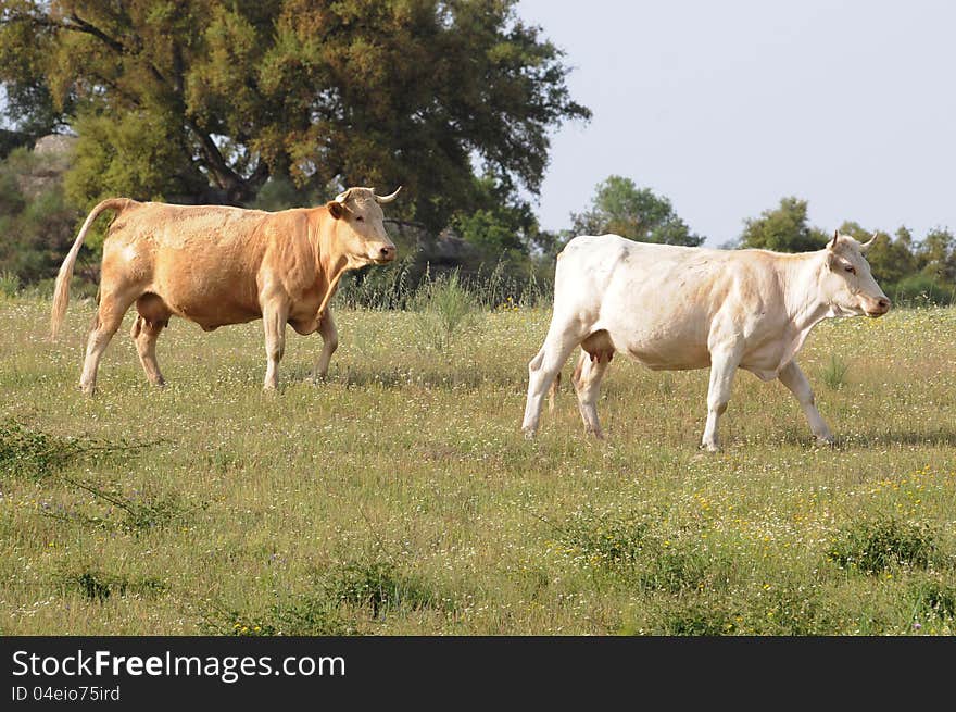 Cows walking on a meadow of Portugal. One is golden brown and the other is white pearl. Cows walking on a meadow of Portugal. One is golden brown and the other is white pearl.