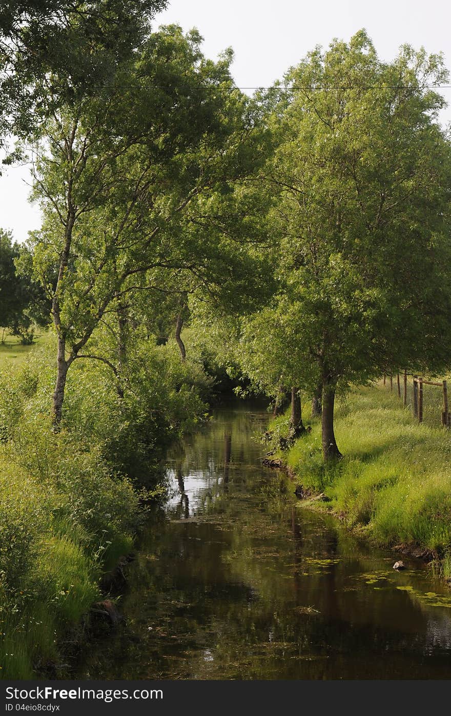 Stream of Water with Trees on the Sides