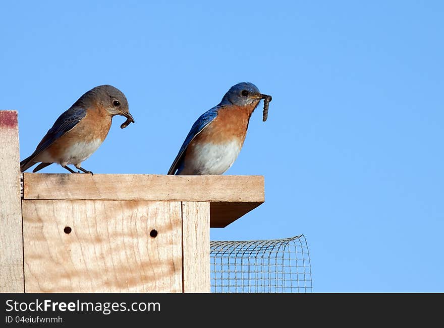 A pair of Eastern Bluebirds sitting on a nesting box and ready to feed the baby birds the worms held in their beaks. A pair of Eastern Bluebirds sitting on a nesting box and ready to feed the baby birds the worms held in their beaks.