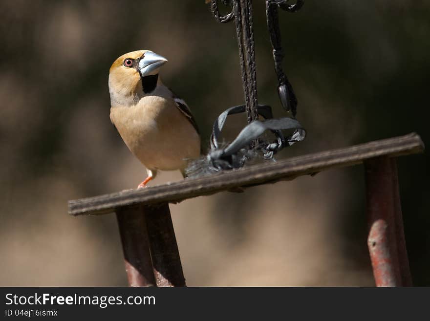 Grosbeak On Bird S Feeder