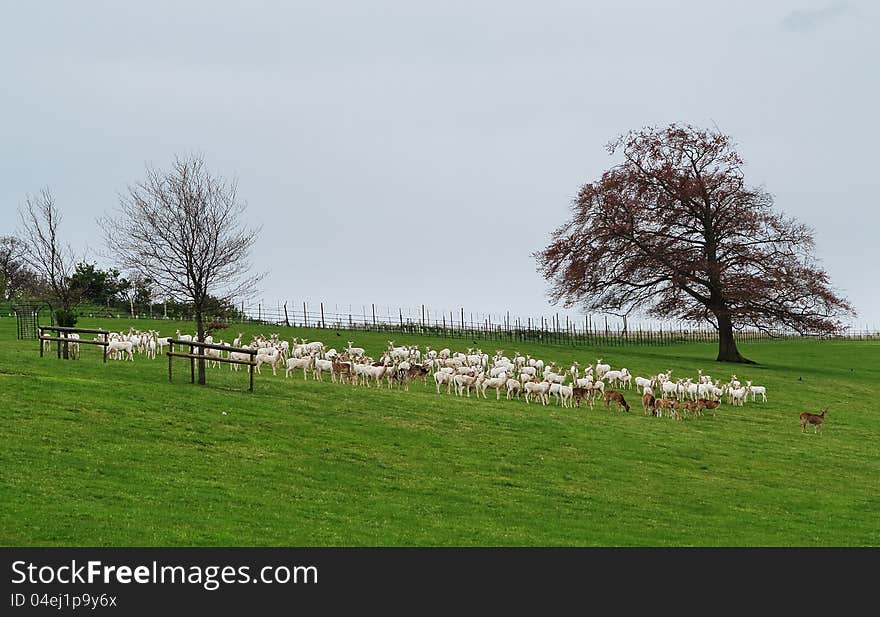 Herd of Deer grazing in an English Park. Herd of Deer grazing in an English Park