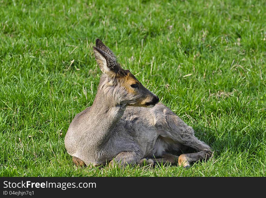 Female of a deer on a grass