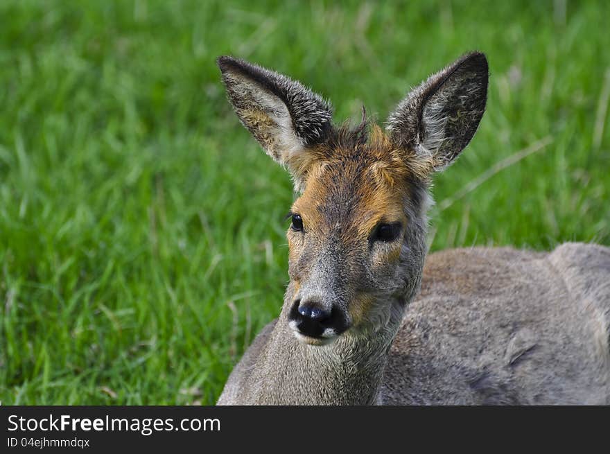 The female of a deer lies on a grass in a zoo. The female of a deer lies on a grass in a zoo