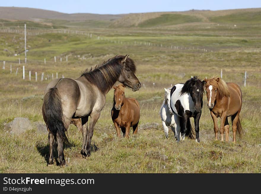 Horse herd of exclusive Icelandic breed. Horse herd of exclusive Icelandic breed.