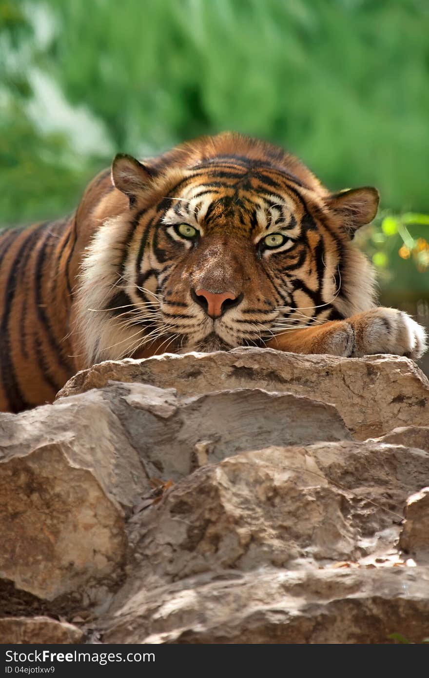 Portrait of a tiger looking directly at the viewer. Zoo