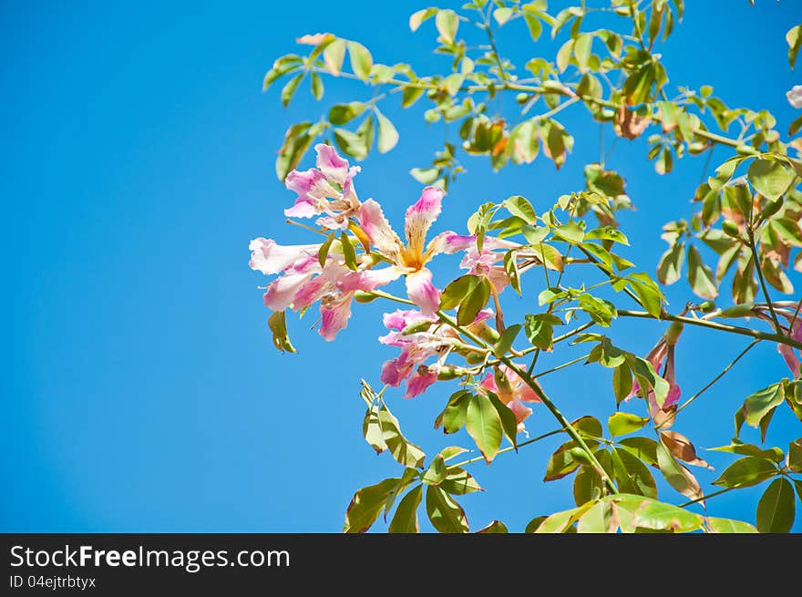 Brunch of Chorisia blossoms against a blue sky