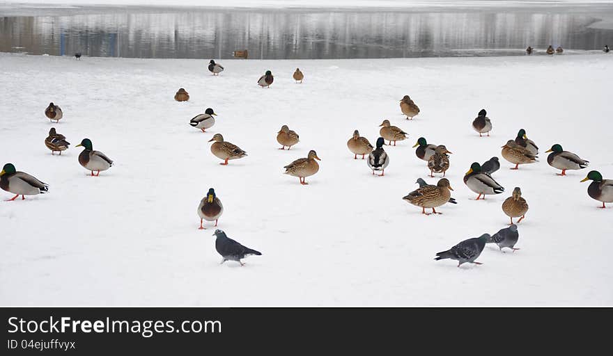 Ducks and doves