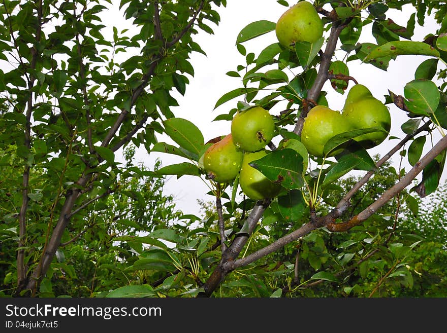 Pears on branch