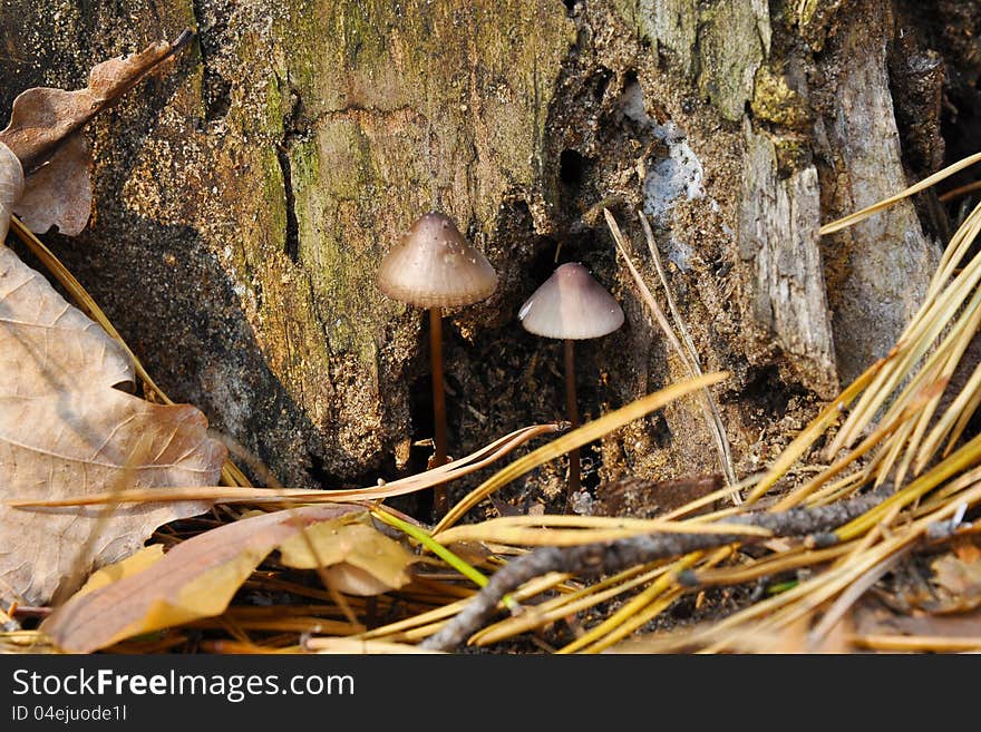 Poisonous Toadstool