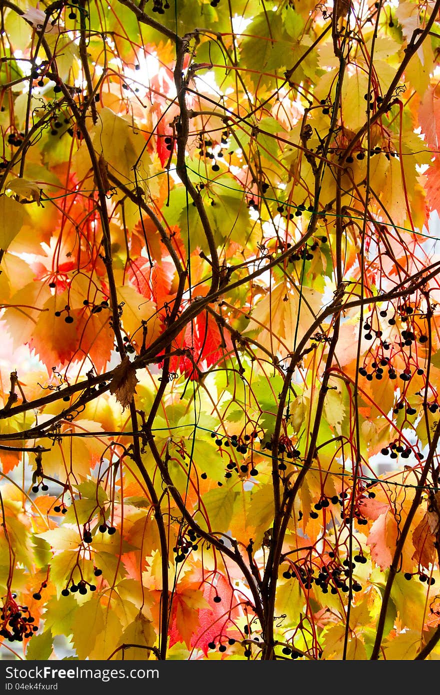 Colorful background of fallen autumn leaves