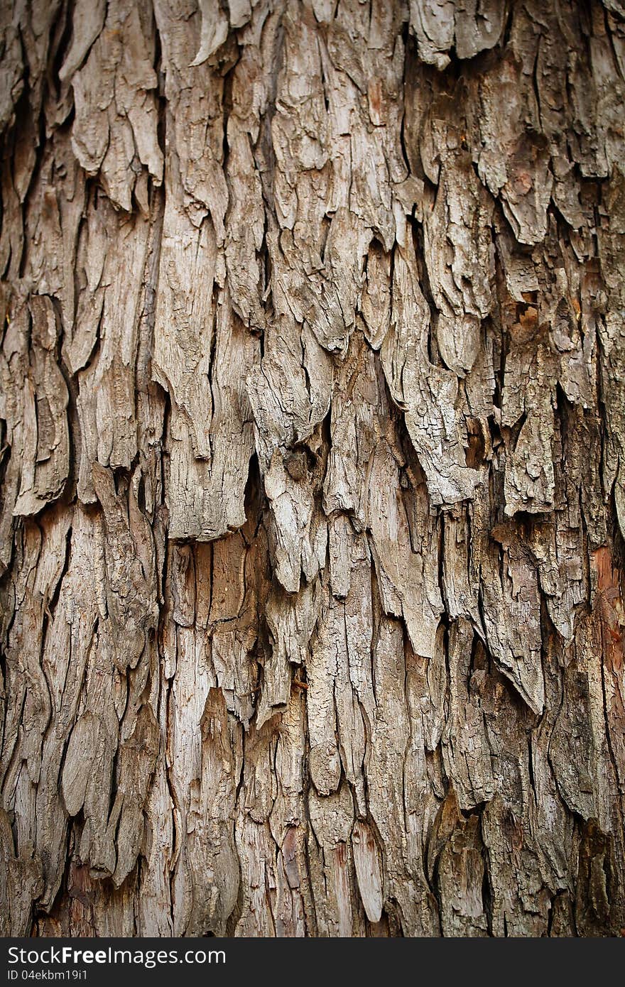 Higly detailed photograph of bark of rain tree. Higly detailed photograph of bark of rain tree