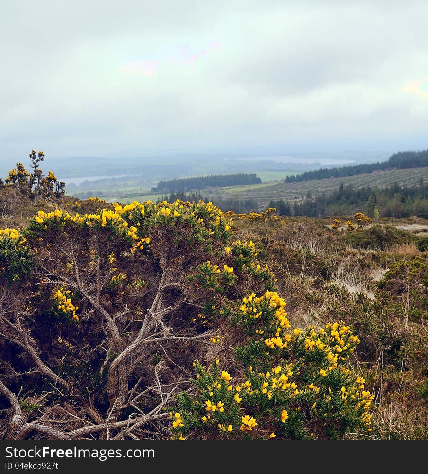 Early morning at Wicklow mountains . Blossoming bush. Spring season.