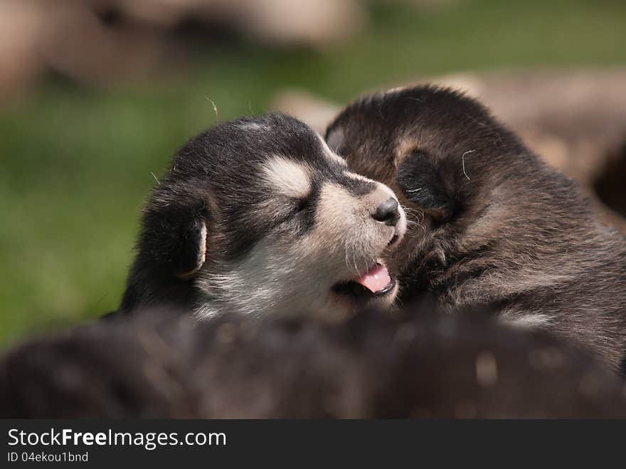 Three weeks old alaskan malamute