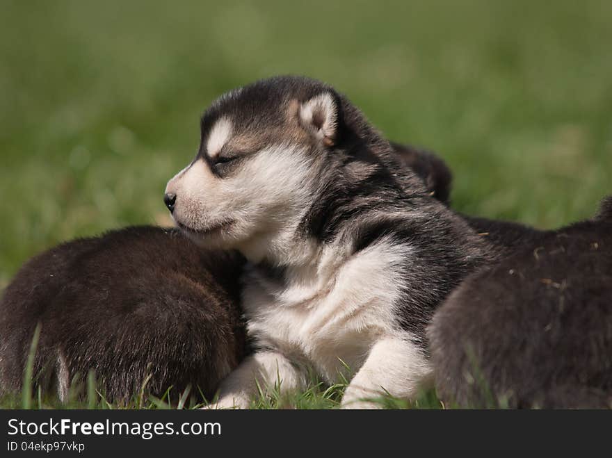 Three Weeks Old Alaskan Malamute 2