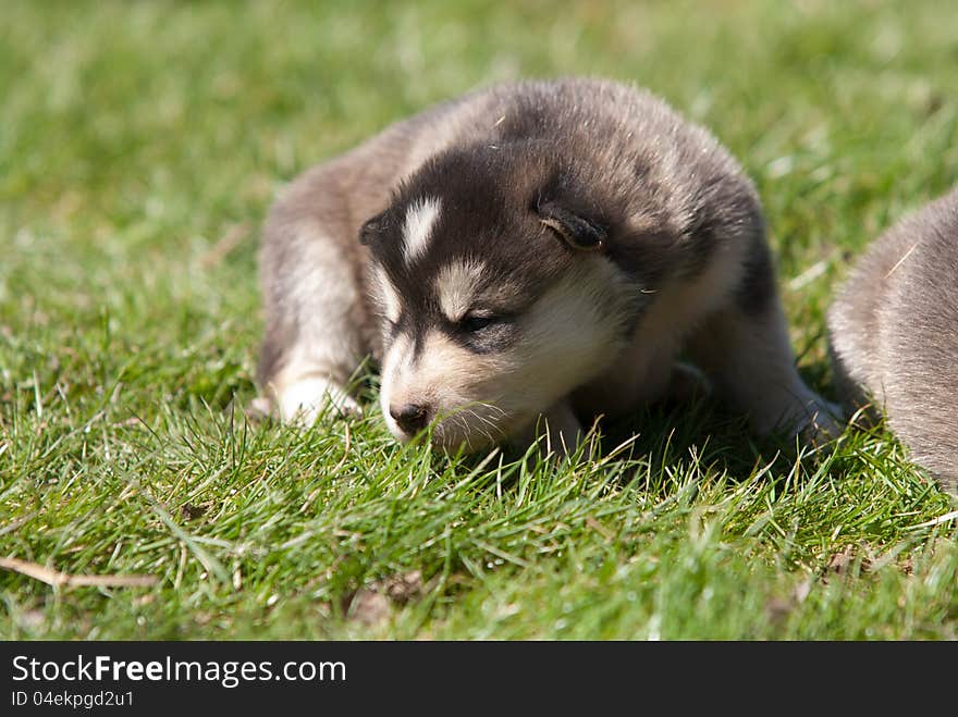 Alaskan malamute puppy 3