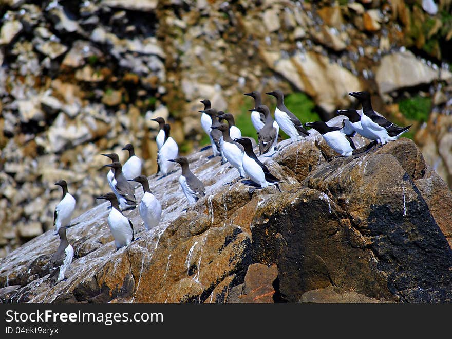 Guillemots at Saltees islands. Ireland.