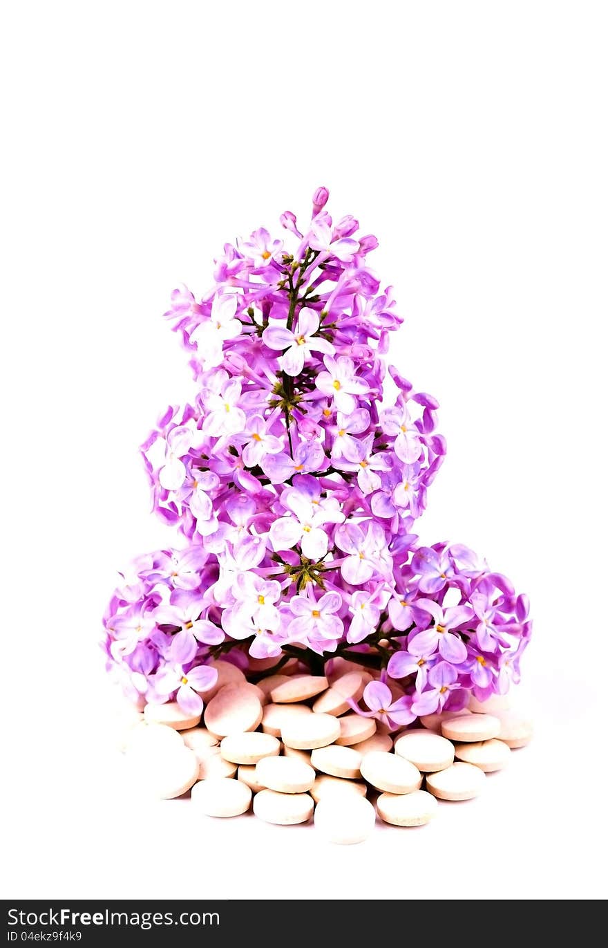 Lilacs or syrigna grows from the tablets and drugs