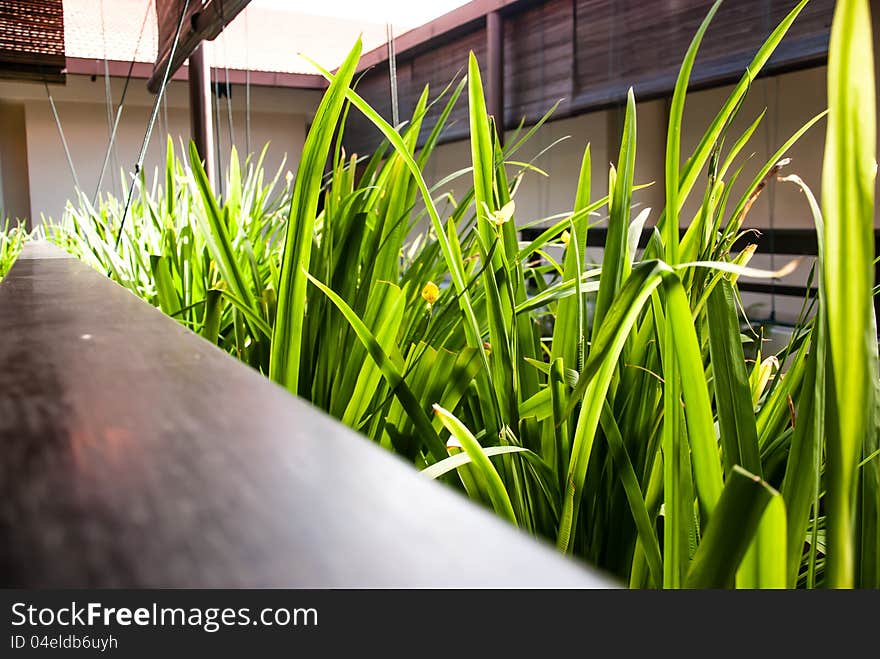 Balcony with green grasses under sunlight. Balcony with green grasses under sunlight