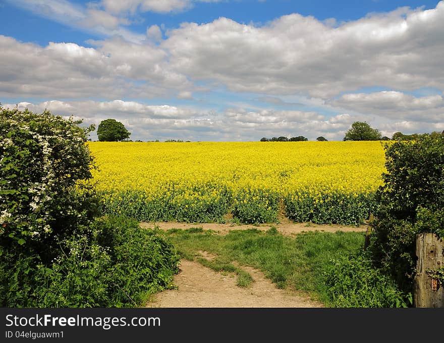 Field of Yellow Rapeseed