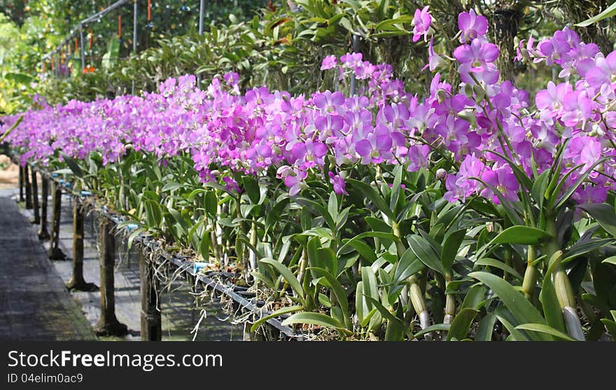 Flowering orchid a beautiful picture, Thailand