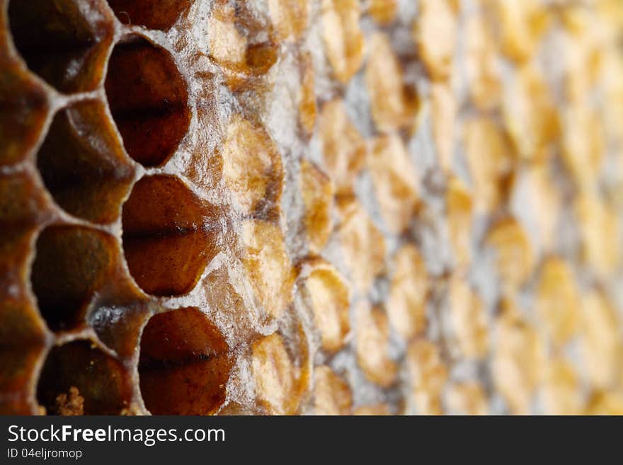 Shallow depth of field
honeycomb close-up. Shallow depth of field
honeycomb close-up.