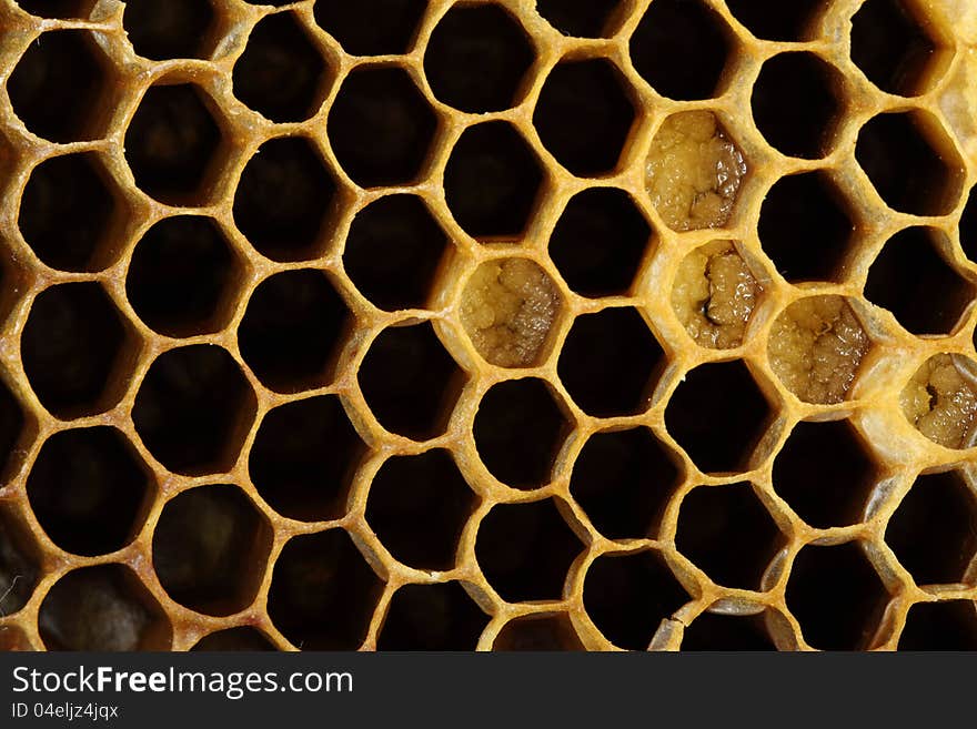 Honeycomb with honey close up. Honeycomb with honey close up