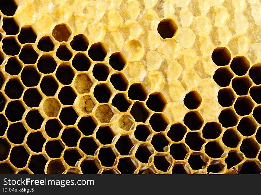 Honeycomb with honey close up. Honeycomb with honey close up